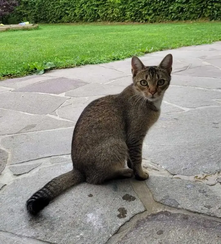 Loki, Neusäß