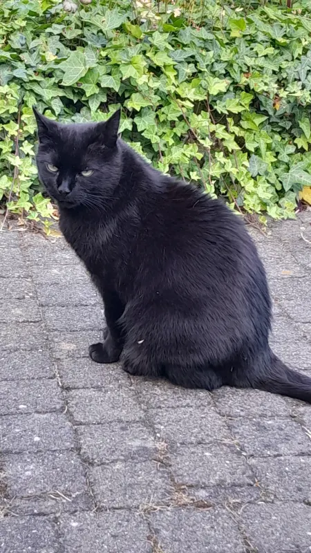 Baggi, Kleve