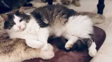 Mister Sophie, Aichach