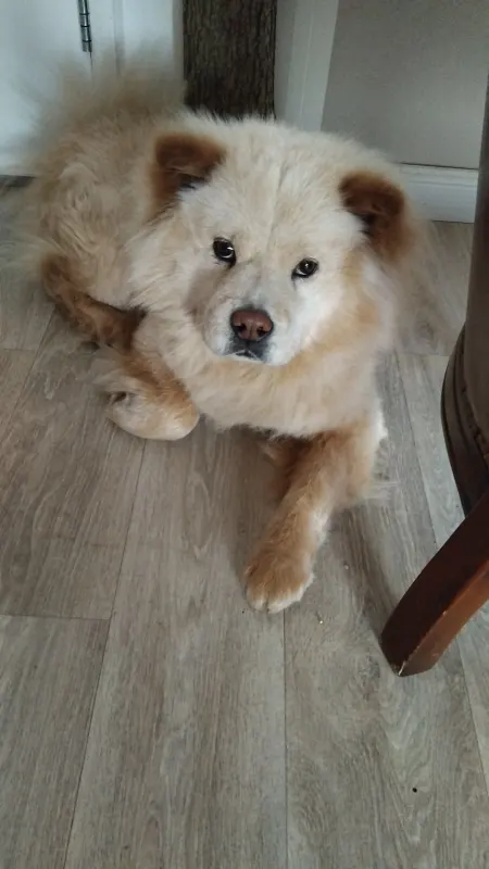 Mascha, Kleve