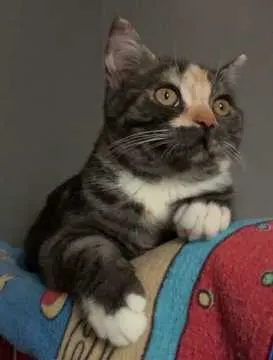 Elli, Emden