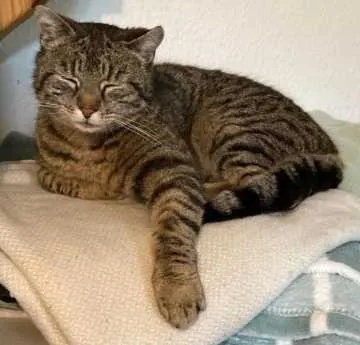 Tiger, Füssen