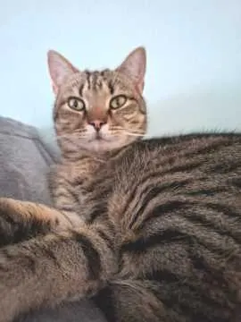 Georgie, Eschweiler