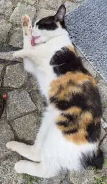 Lilli, Strehla
