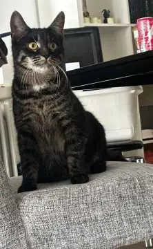 Bella, Wetschen