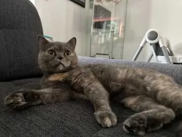 Nala, Krefeld