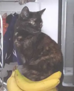 Tinka, Drolshagen