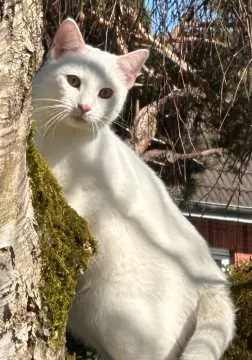 Loki, Osterholz-Scharmbeck