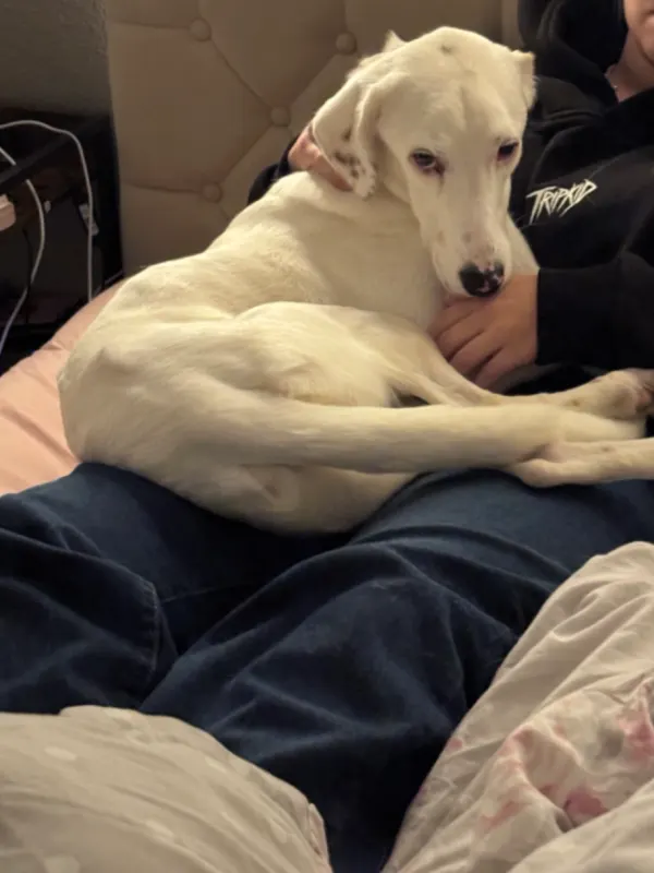 Mika, Illertissen