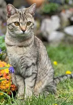Nala, Bad Rappenau