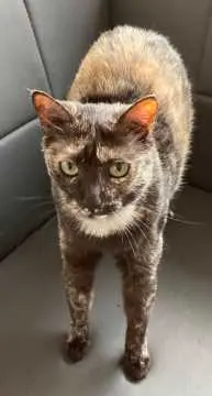 Mimi, Itzehoe