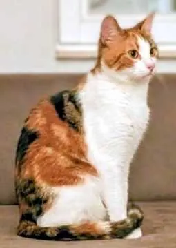 Bella, Osterburg (Altmark)
