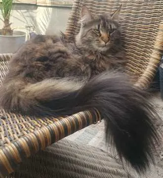 Prinzessin Puppi, Gifhorn