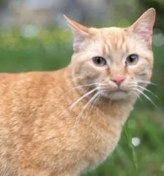 Tobi, Rottenburg am Neckar