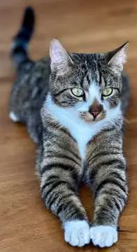 Louie, Bisingen