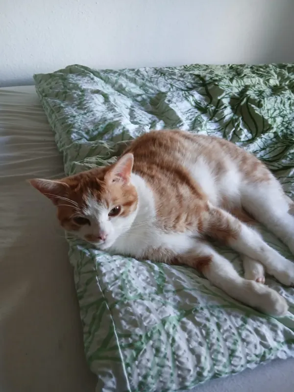 Simba, Coburg