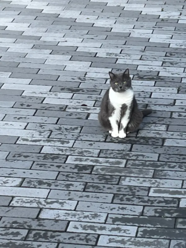 Nala, Coburg