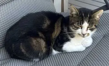 Lilly, Ohlsbach