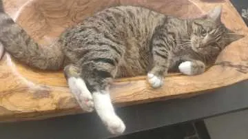 Monsieur Pi, Neustadt am Rübenberge