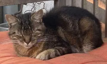 Trude, Wildau