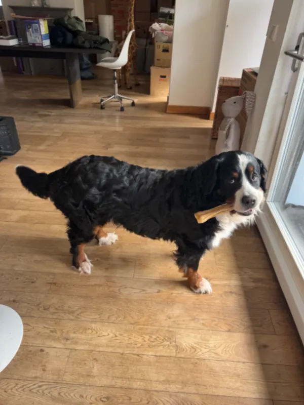 Charly, Oberursel