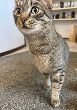 Charlie, Villingen-Schwenningen