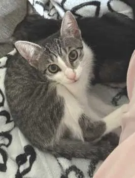 Bella, Dülmen