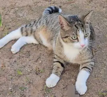 Findus, Rodalben