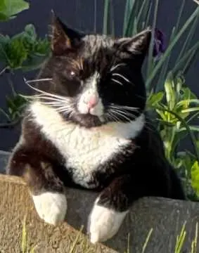 Monty, Lehmkuhlen