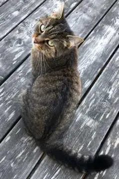 Lizzie, Singen (Hohentwiel)