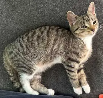 Feline, Kronberg im Taunus