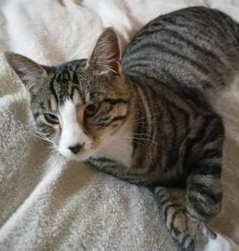 Charlie, Ingelfingen