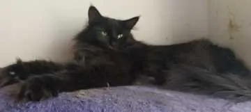Abby, Varel