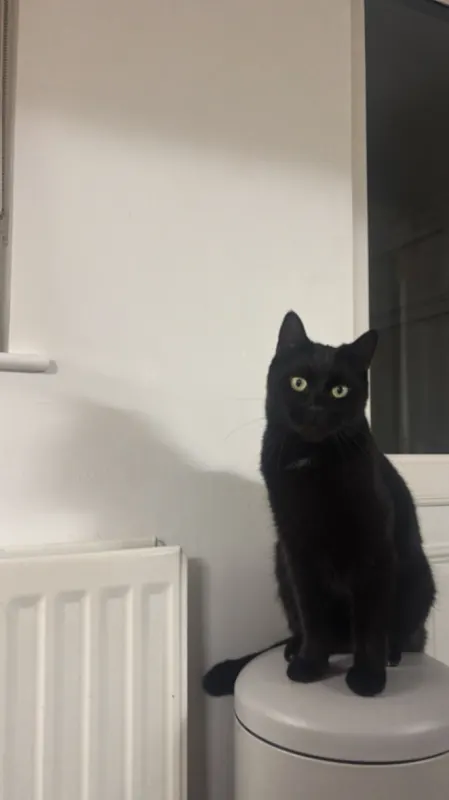 Biscuit, Belfast