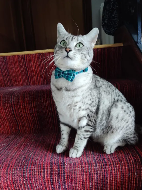 Sapphirus aka Saffy, Belfast