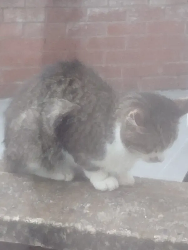Unknown (possibly stray), Castlereagh