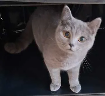 Suki, Reinheim
