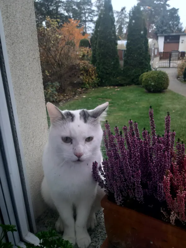 Carly, Oranienburg