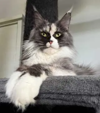 Belle, Waldbröl