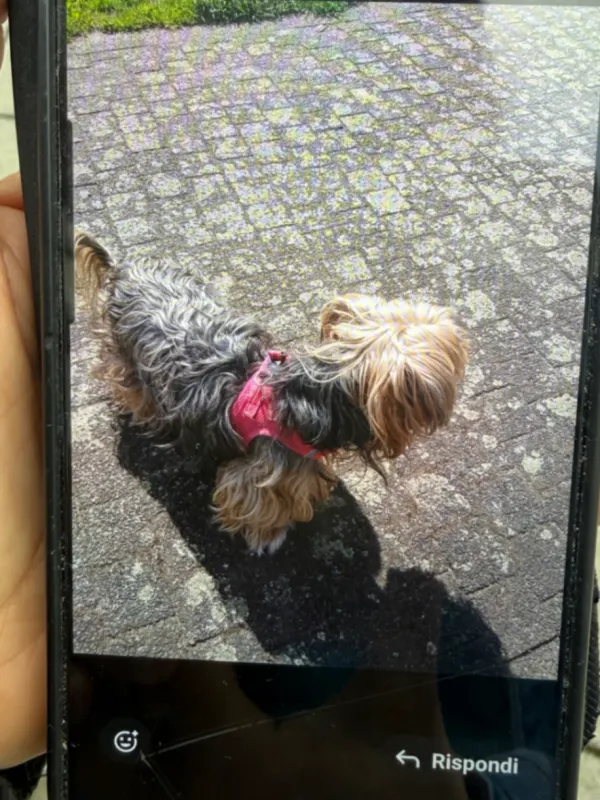 Nelli, Rheinstetten