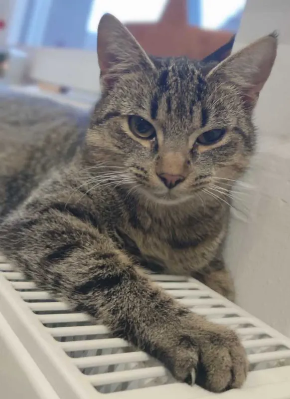 Izzy, Lippstadt