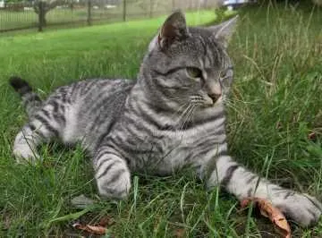 Tiger, Kauern
