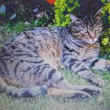Leo Bubi, Achstetten