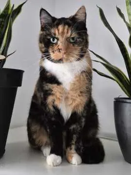 Mia, Wiehl