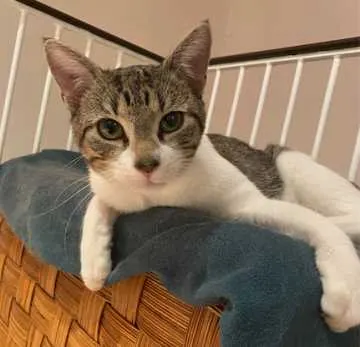Simba, Rheinbreitbach