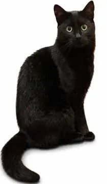 Frieda, Mechernich