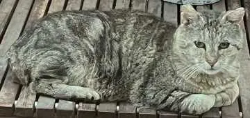Kater, Marburg