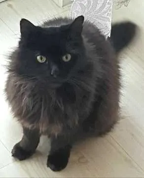Eevee, Groß-Gerau