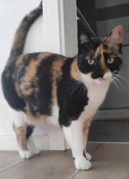 Diva, Geldersheim