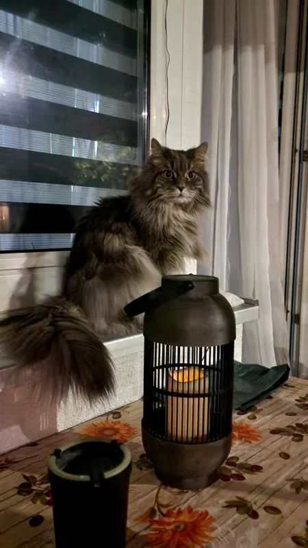 Maxi, Freiberg